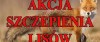 Akcja szczepienia lisów wolno żyjących przeciwko wściekliźnie